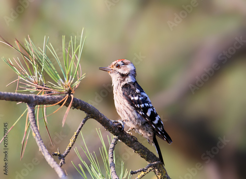 Foto Lesser Spotted Woodpecker / Dryobates minor — male showing black-and-white barred back, perched on a pine twig