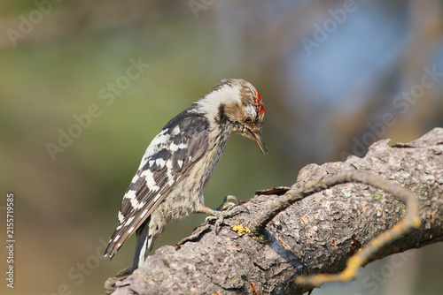Foto Lesser Spotted Woodpecker / Dryobates minor — male looking down while perched on a thick tree branch