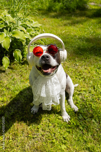 Фотография Funny pit bull dog wearing sunglasses, headphones, and a white lace jabot sitting on the grass