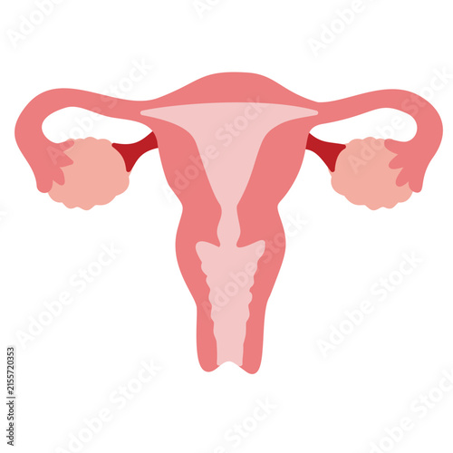 Фотография Human Uterus Female Reproductive System Vector Icon Illustration