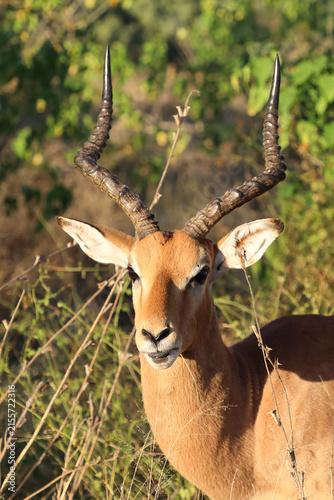Foto Schwarzfersenantilope / Impala / Aepyceros melampus