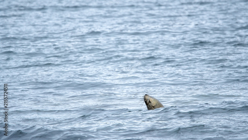 Photography Steller Sea Lion Swimming(Eumetopias Jubatus)