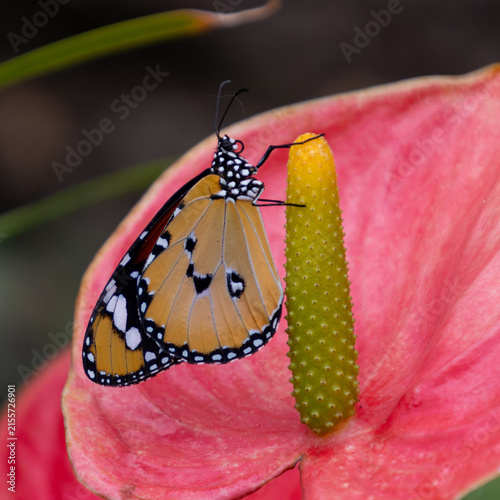 danaus plexippus, monarch butterfly