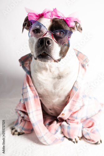 Funny pitbull dog wearing pink plaid shirt and sunglasses