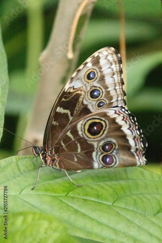 Caligo memnon, giant owl butterfly
