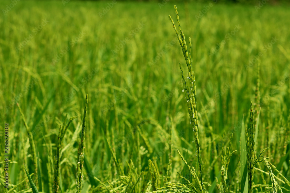 Fototapeta premium Image of rice field in India.