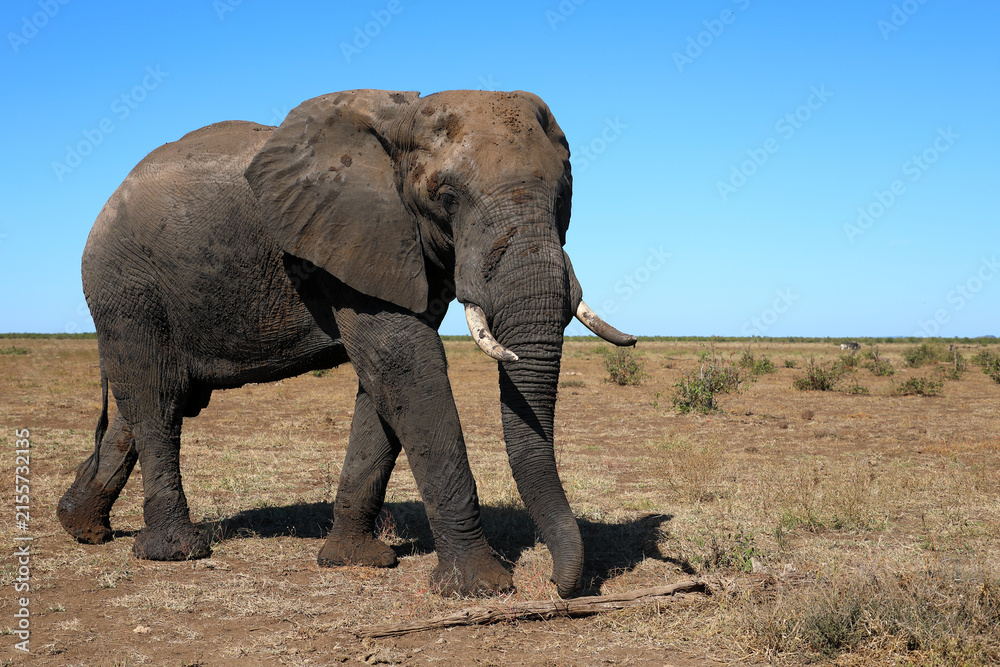 Fototapeta premium Afrikanischer Elefant / African elephant / Loxodonta africana