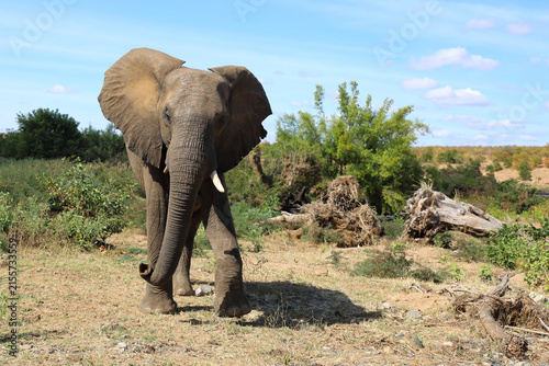 Canvas Print Afrikanischer Elefant / African elephant / Loxodonta africana