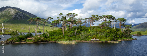 Картината върху платно Pine Island, Connemara National Park, Ireland