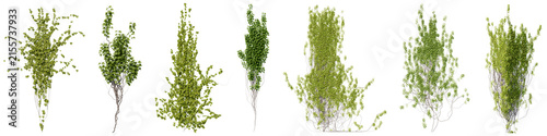 Set of green ivy climbing plants Used for decorating gardens, wall, fence with isolated on transparent background - PNG file, 3d rendering illustration
