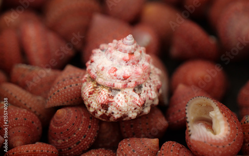Fotografie Close-up of a pink and white strawberry conch