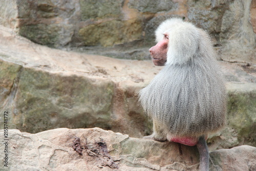 Fotografía hamadryas baboon in a zoo in berlin in germany