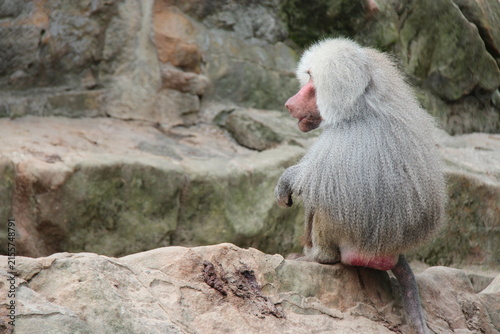 Fotografía hamadryas baboon in a zoo in berlin in germany
