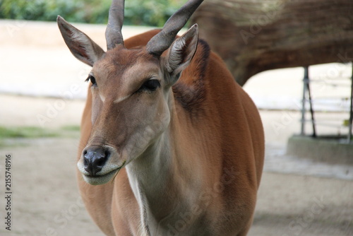 cape eland in a zoo in berlin in germany 
