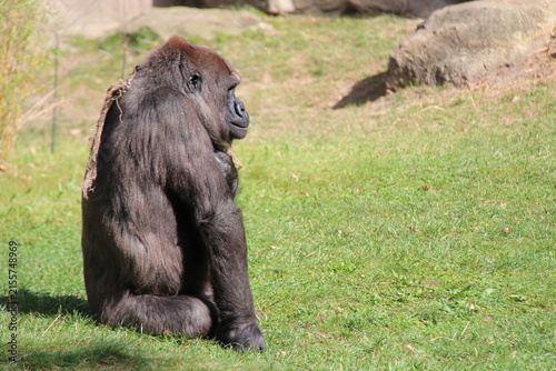 gorilla in a zoo in berlin in germany 