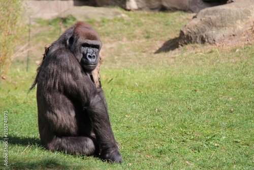 gorilla in a zoo in berlin in germany 