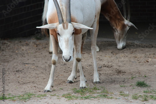scimitar oryx in a zoo in berlin in germany 
