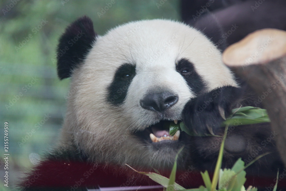 Naklejka premium giant panda in zoo in belin in germany 