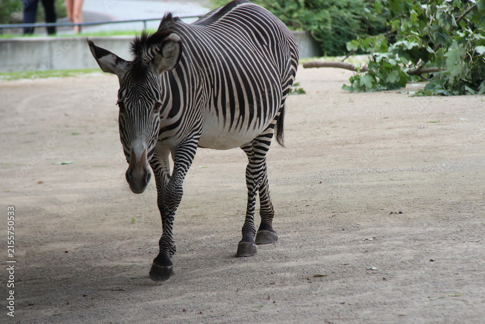 Obraz premium zebra in zoo in berlin in germany