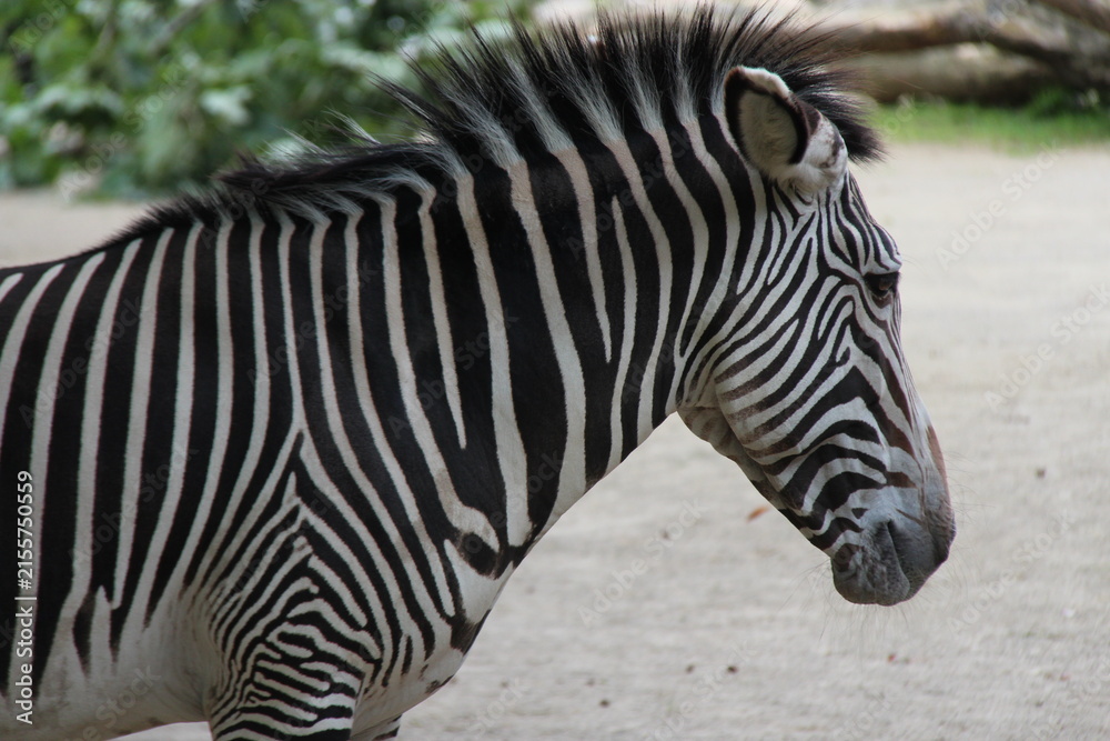 Naklejka premium zebra in zoo in berlin in germany 
