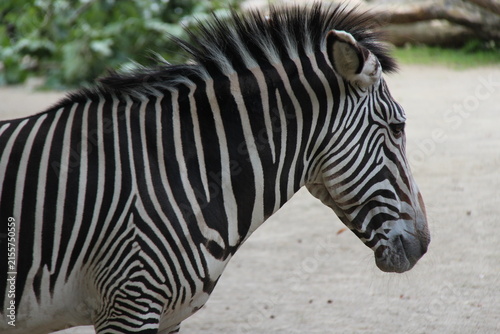 zebra in zoo in berlin in germany 