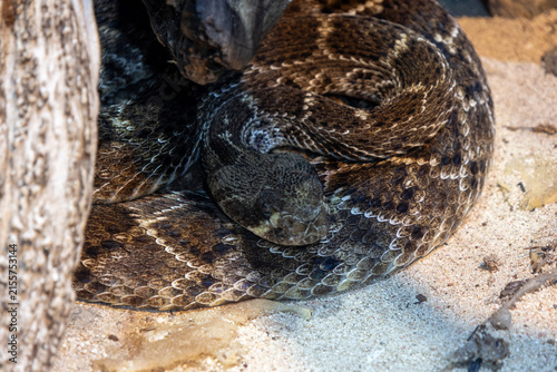 Konstfotografi Eastern Diamondback Rattlesnake, one of the largest venomous snakes in North Ame