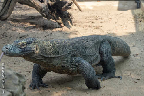 Komodo dragon, the worlds largest living lizard and an iconic species native to Indonesia