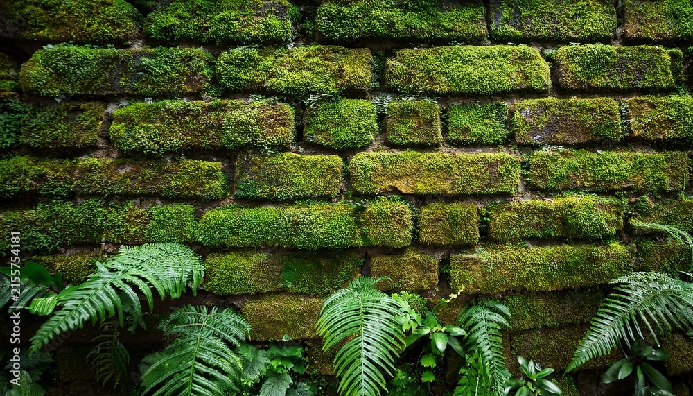 Fototapeta premium moss brick wall green nature texture outdoor lush moss old brick wall with fern and plant growth shaded garden calm natural