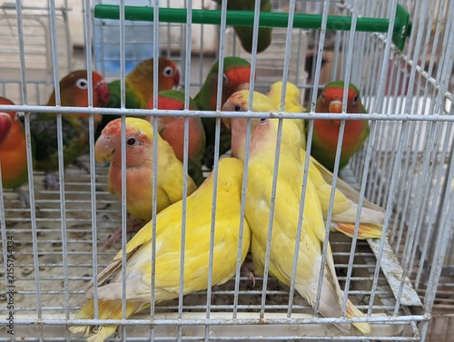 Cuadro en lienzo caged lovebirds in market setting