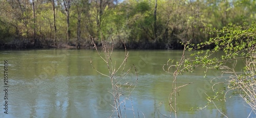Konstfotografi Greenish water flows gently between trees, some already dressed in fresh spring leaves while others remain bare