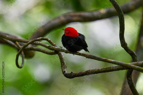 red-capped manakin