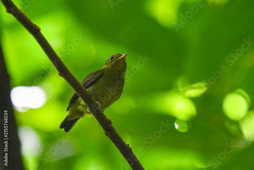 red-capped manakin female