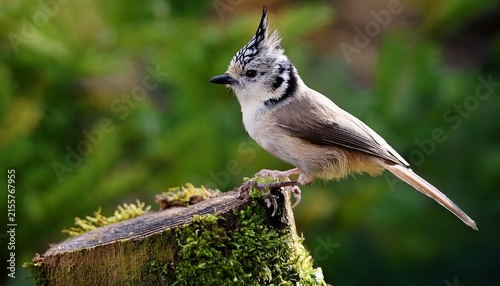european crested tit on stump in the garden