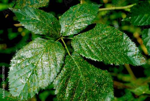 Wild blackberry leaves affected by rust fungus in a forest clearing in a summer forest