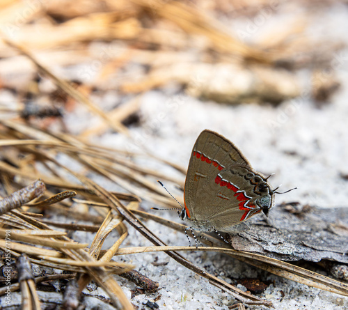 red hair-streak butterfly moth on sand details closeup tricking predators fake head beak
