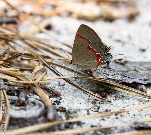 red hair-streak butterfly moth on sand details closeup tricking predators fake head beak