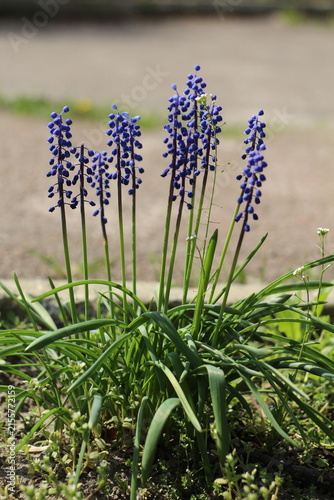 Obraz na płótnie Blue Grape Hyacinth Flowers Cluster