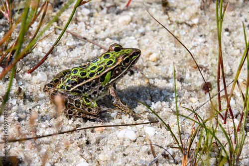 leopard frog on sand in grass