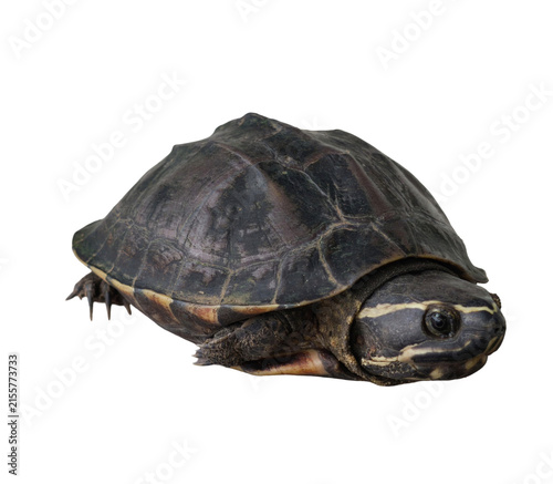 turtle walking isolated transparent background