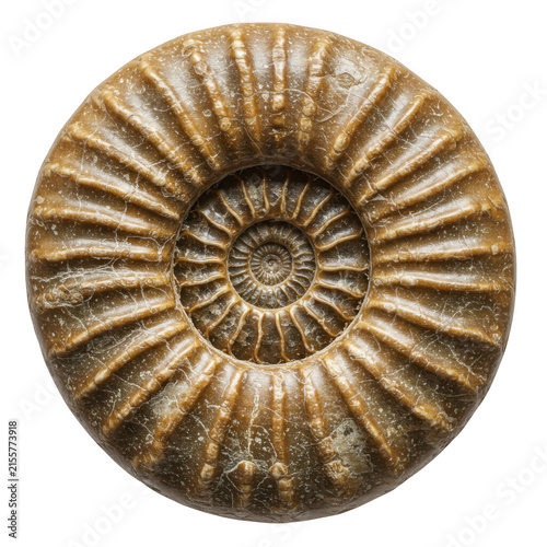 Close up of an ammonite fossil isolated on transparent background