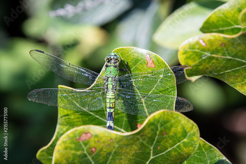 green eastern pondhawk female in oak tree leaves pocket details wings closeup