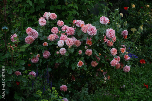 Chippendale Rose Bush in Full Bloom in Summer Garden