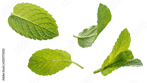 Canvastavla Fresh green bok choy leaves in various stages of growth