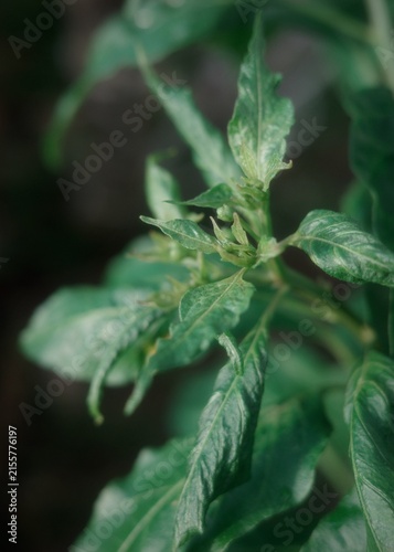 Foto The young shoots and leaves of chili plants are curled, with edges rolled inward