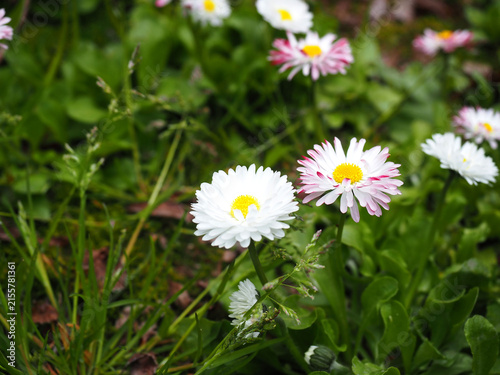 デージーの花のクローズアップ