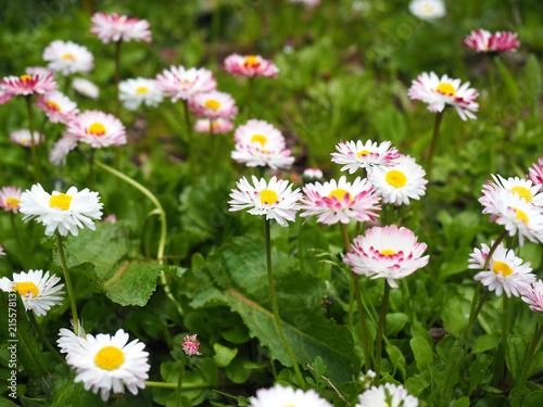 デージーの花のクローズアップ