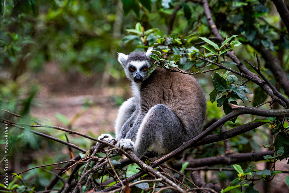 Naklejka premium A wild maki resting in a tree on safari in South Africa