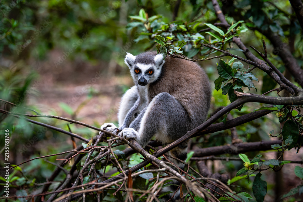 Naklejka premium A wild maki resting in a tree on safari in South Africa