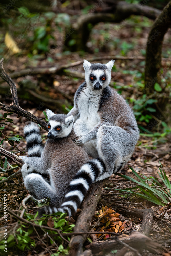 Naklejka premium Two cute maki's cuddling in a forest in South-Africa