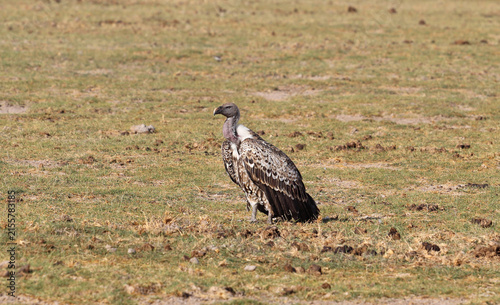 Fotografie Ruppel's griffon (Gyps rueppellii) in savannah